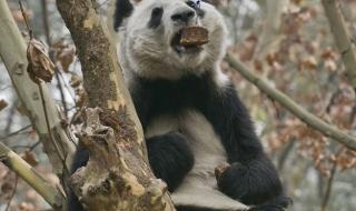 四川大熊猫基地